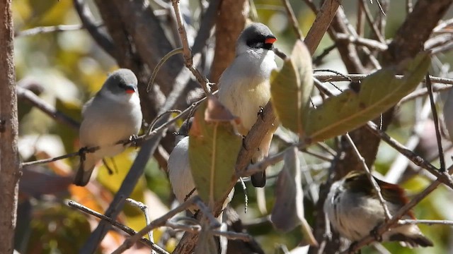 Swee Waxbill - ML639756234