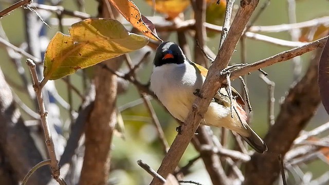 Swee Waxbill - ML639756237