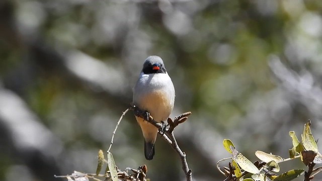 Swee Waxbill - ML639756239