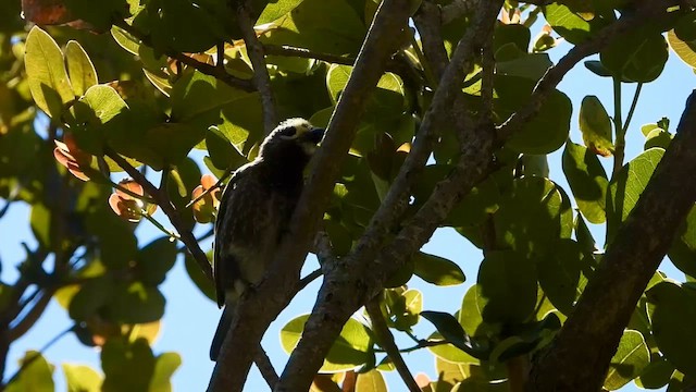 Whyte's Barbet - ML639756260