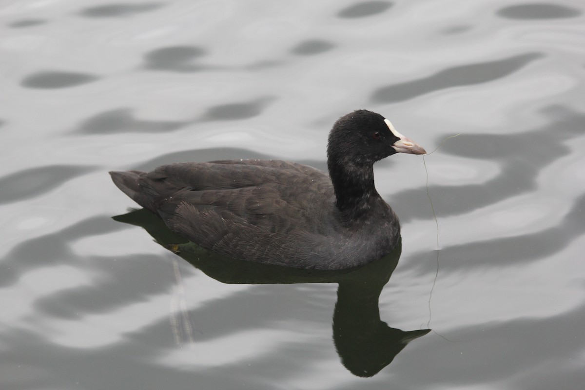 Foulque macroule - ML639756288