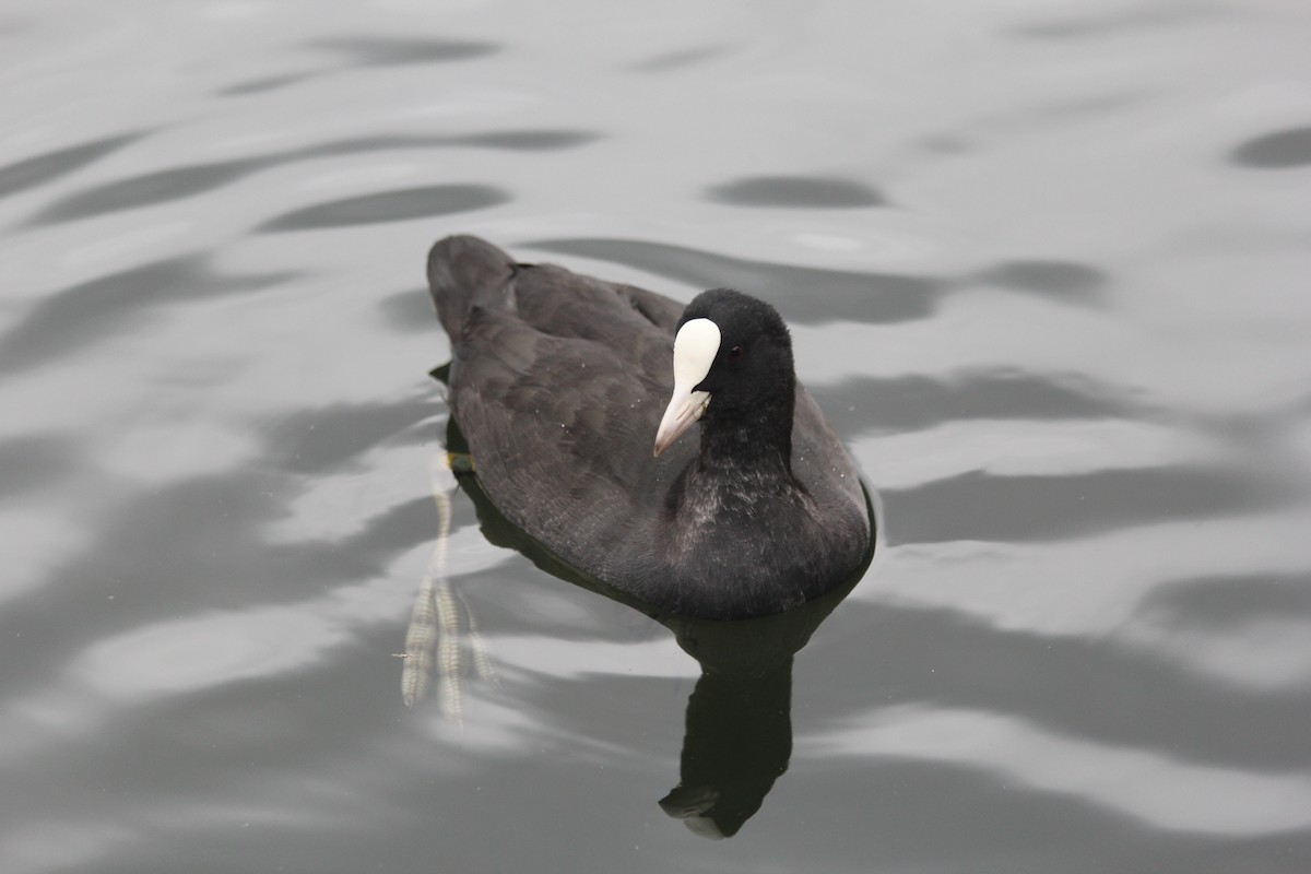 Foulque macroule - ML639756296