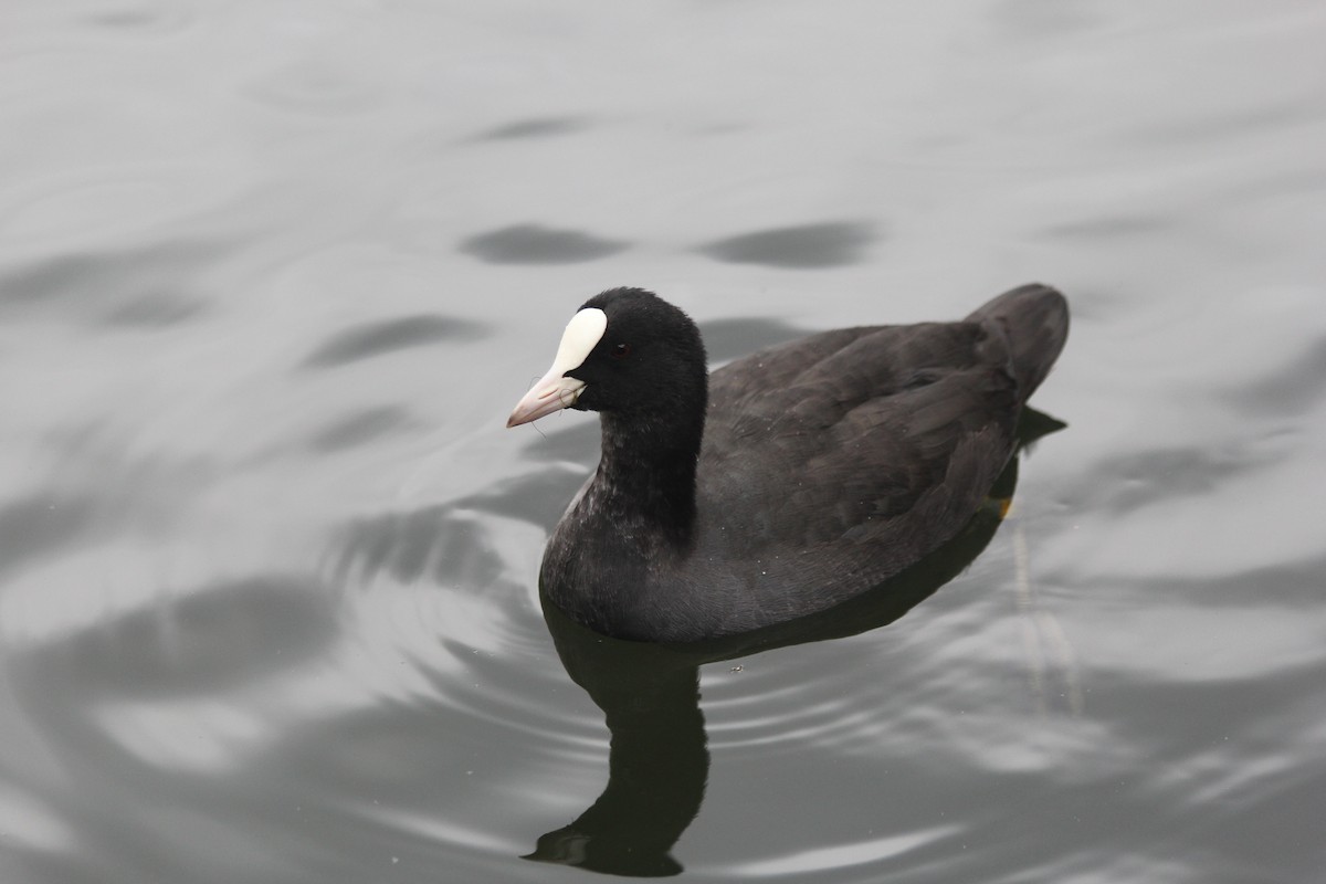 Foulque macroule - ML639756309