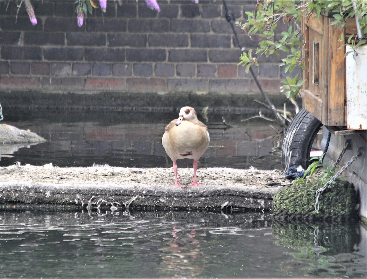 Ouette d'Égypte - ML639756322