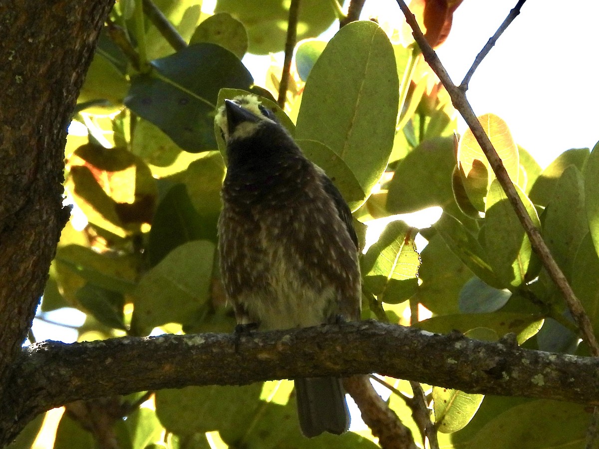 Whyte's Barbet - ML639756324