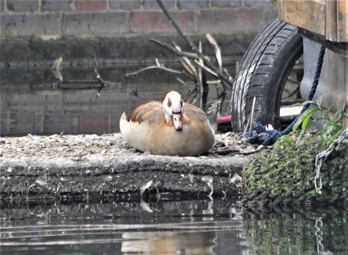 Ouette d'Égypte - ML639756332