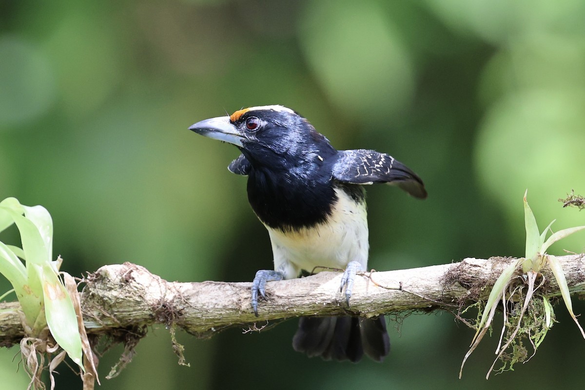 Orange-fronted Barbet - ML639756345