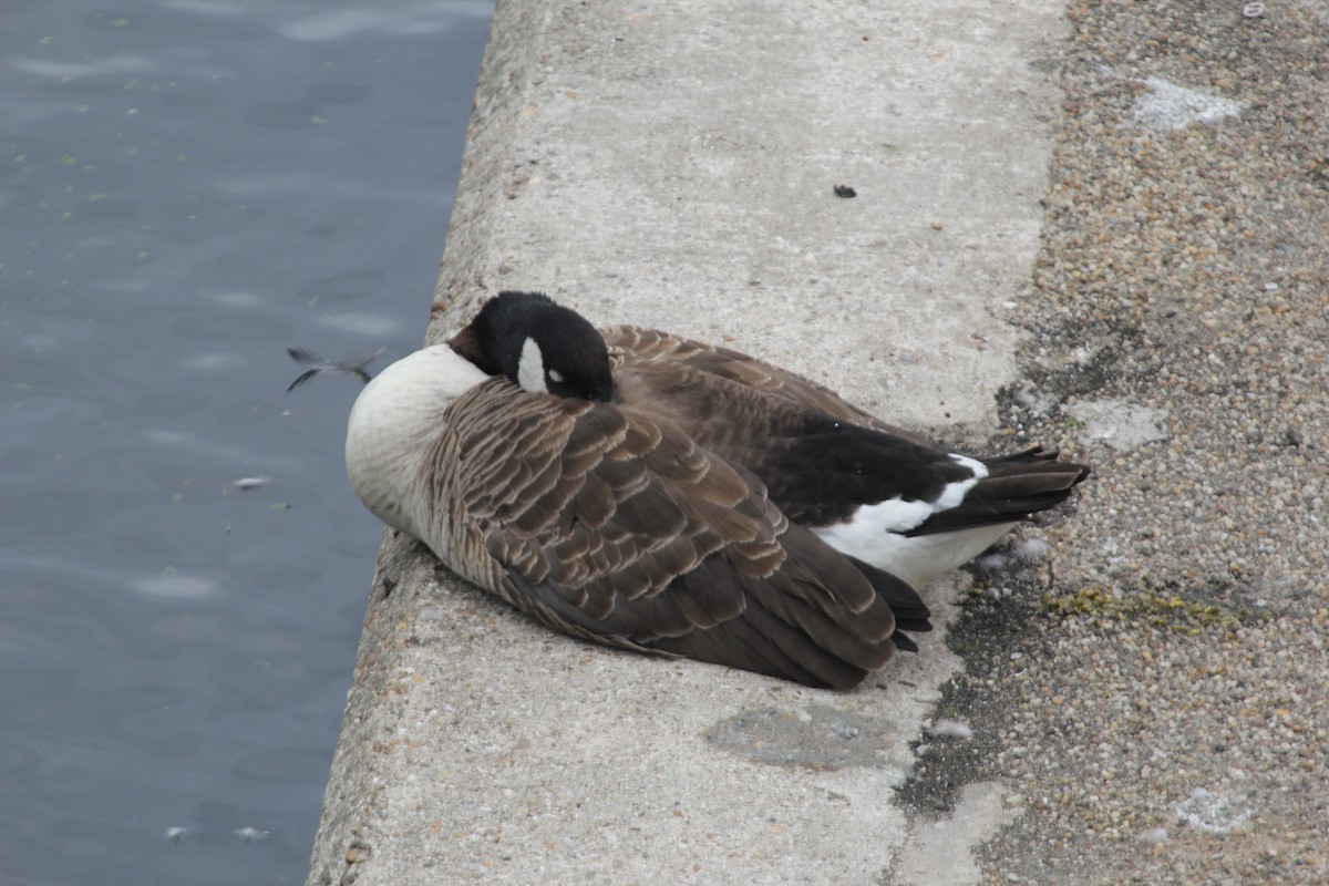 Bernache du Canada - ML639756351