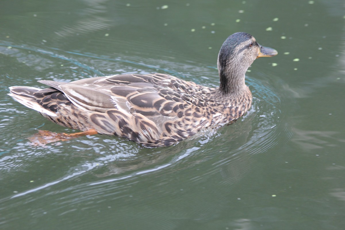 Canard colvert - ML639756372