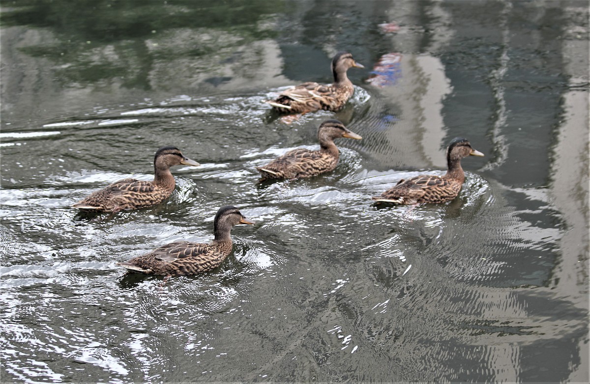 Canard colvert - ML639756377