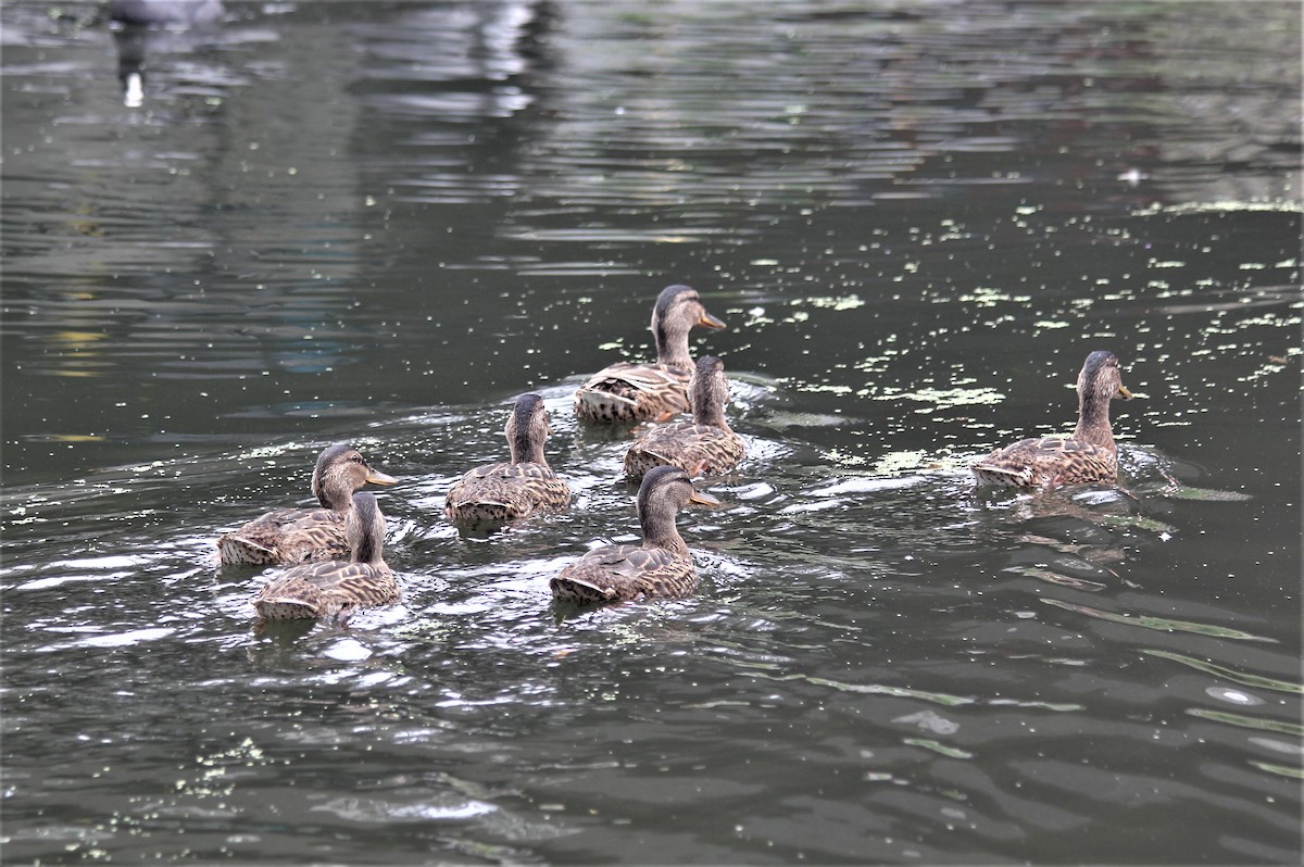 Canard colvert - ML639756382