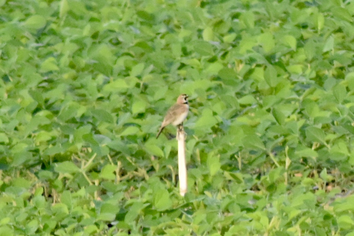 Horned Lark - ML639756386