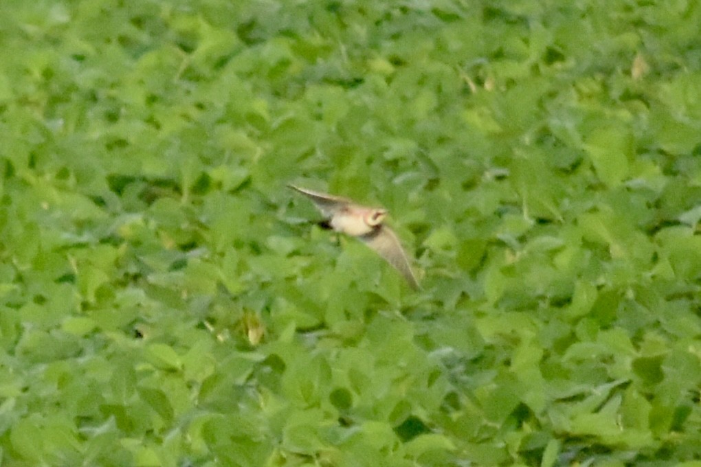 Horned Lark - ML639756387