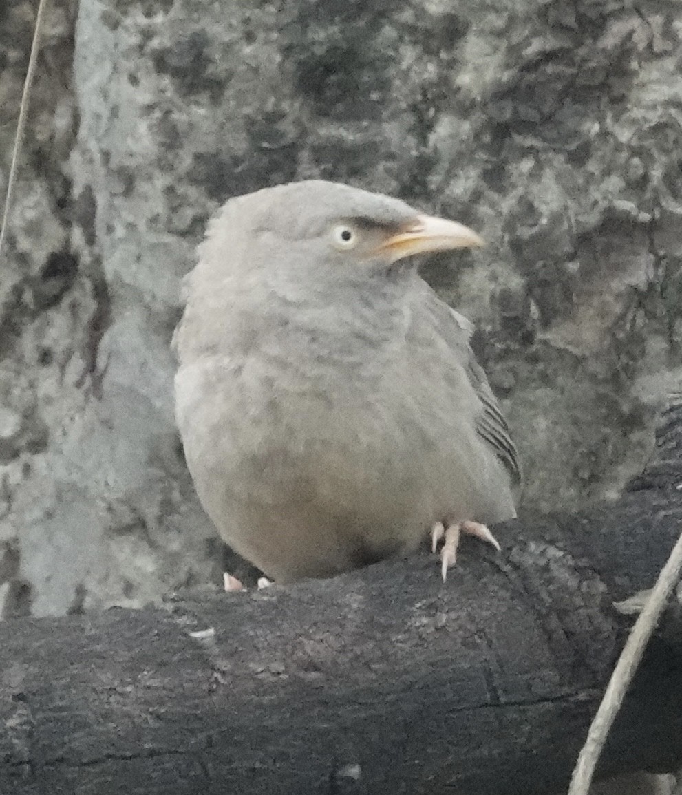 Jungle Babbler - ML639756424