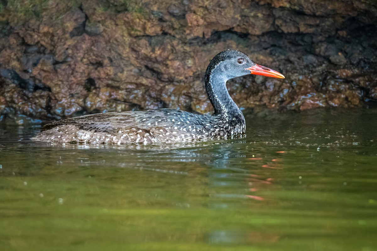 African Finfoot - ML639756470