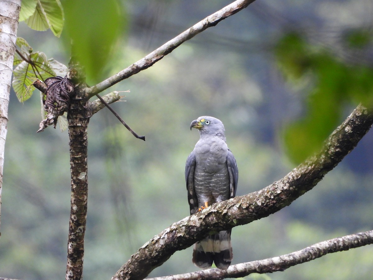 Hook-billed Kite - ML639756545