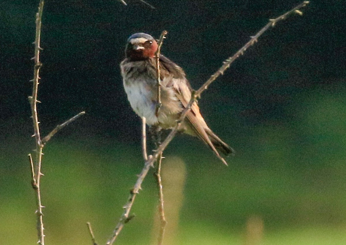 Cliff Swallow - ML639756549