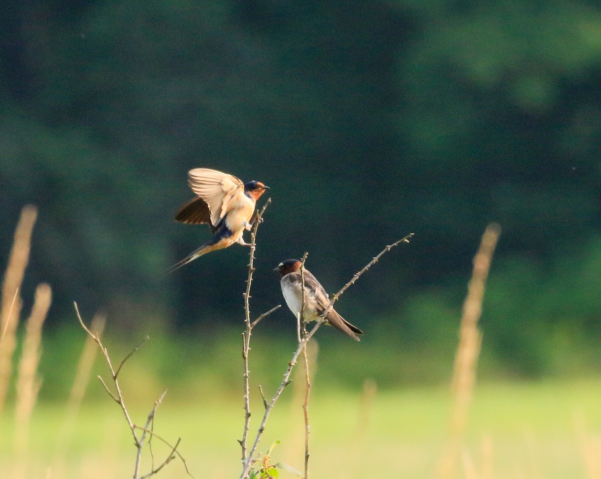 Cliff Swallow - ML639756565