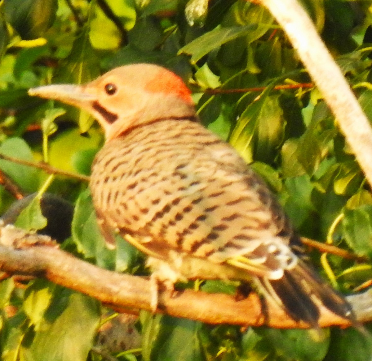 Northern Flicker (Yellow-shafted) - ML639756575