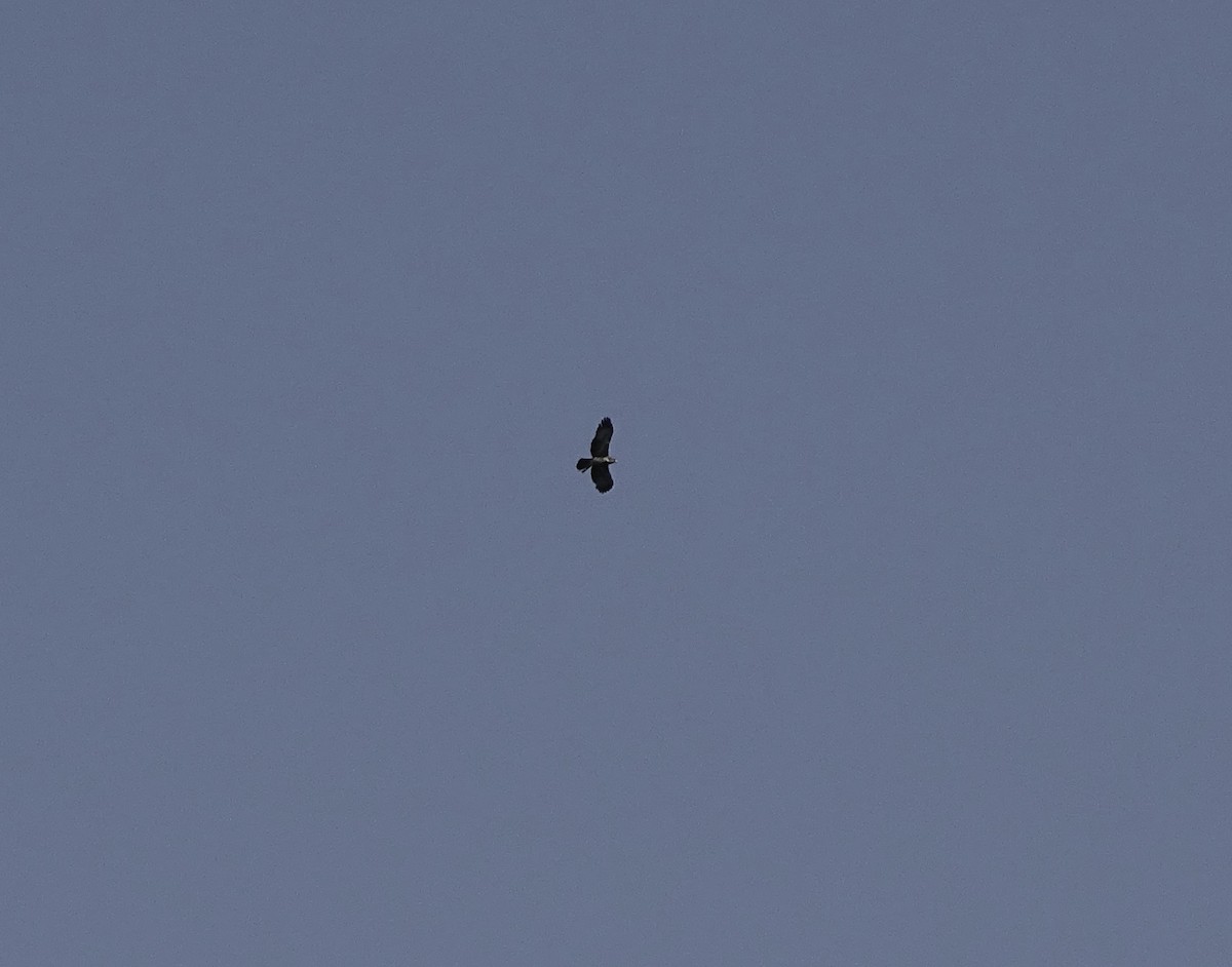 Aigle de Weiske - ML639756608