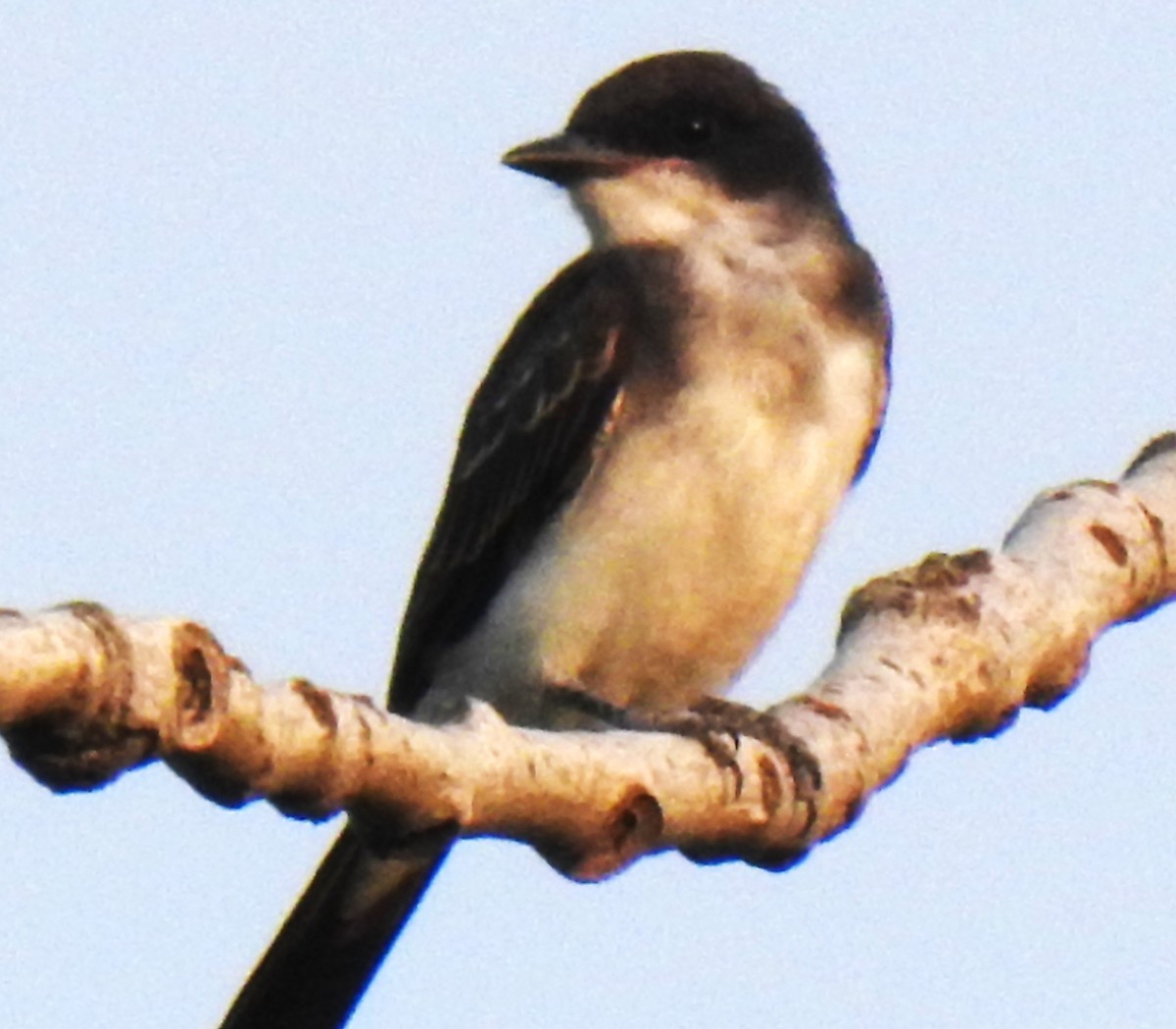 Eastern Kingbird - ML639756639