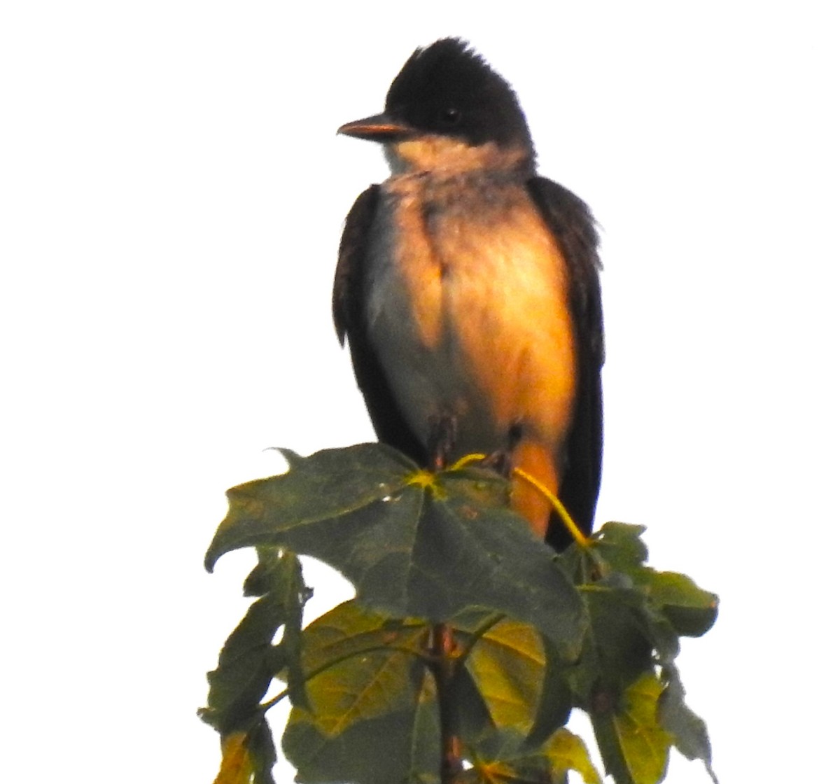 Eastern Kingbird - ML639756640