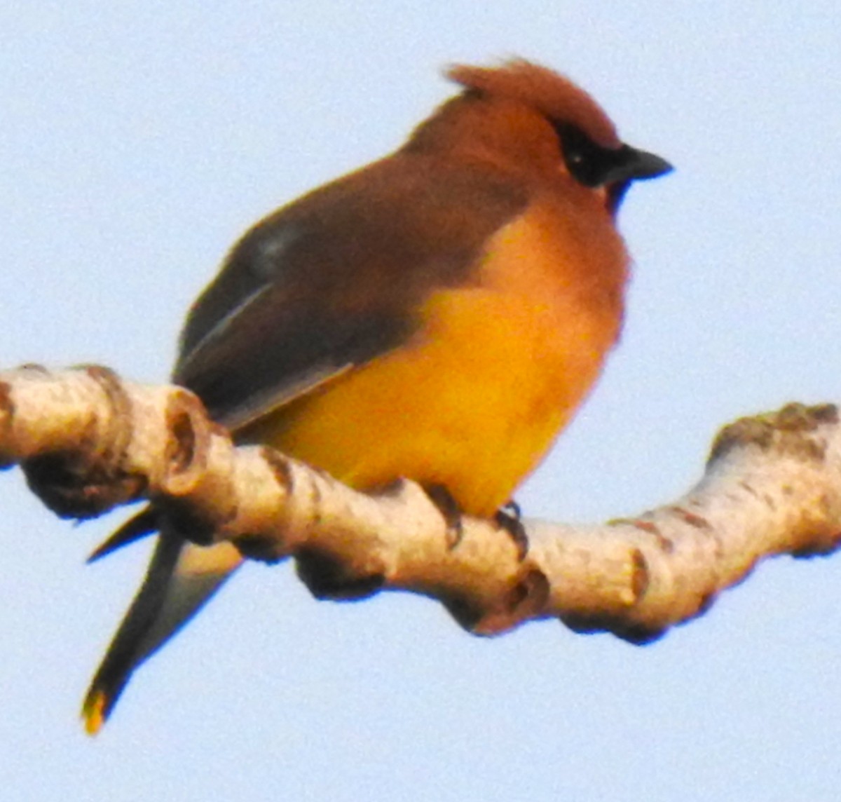 Cedar Waxwing - ML639756658