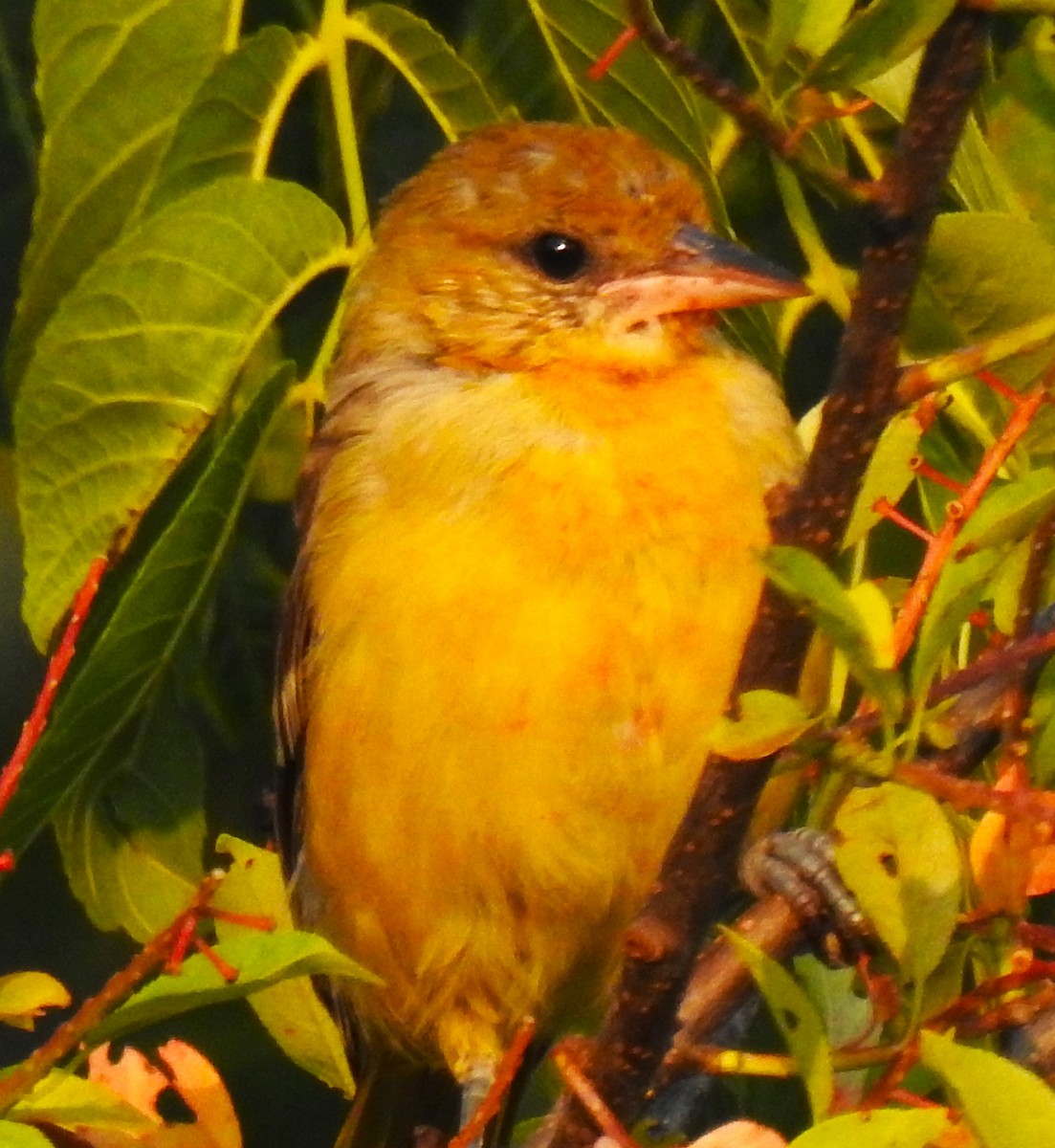 Baltimore Oriole - ML639756676