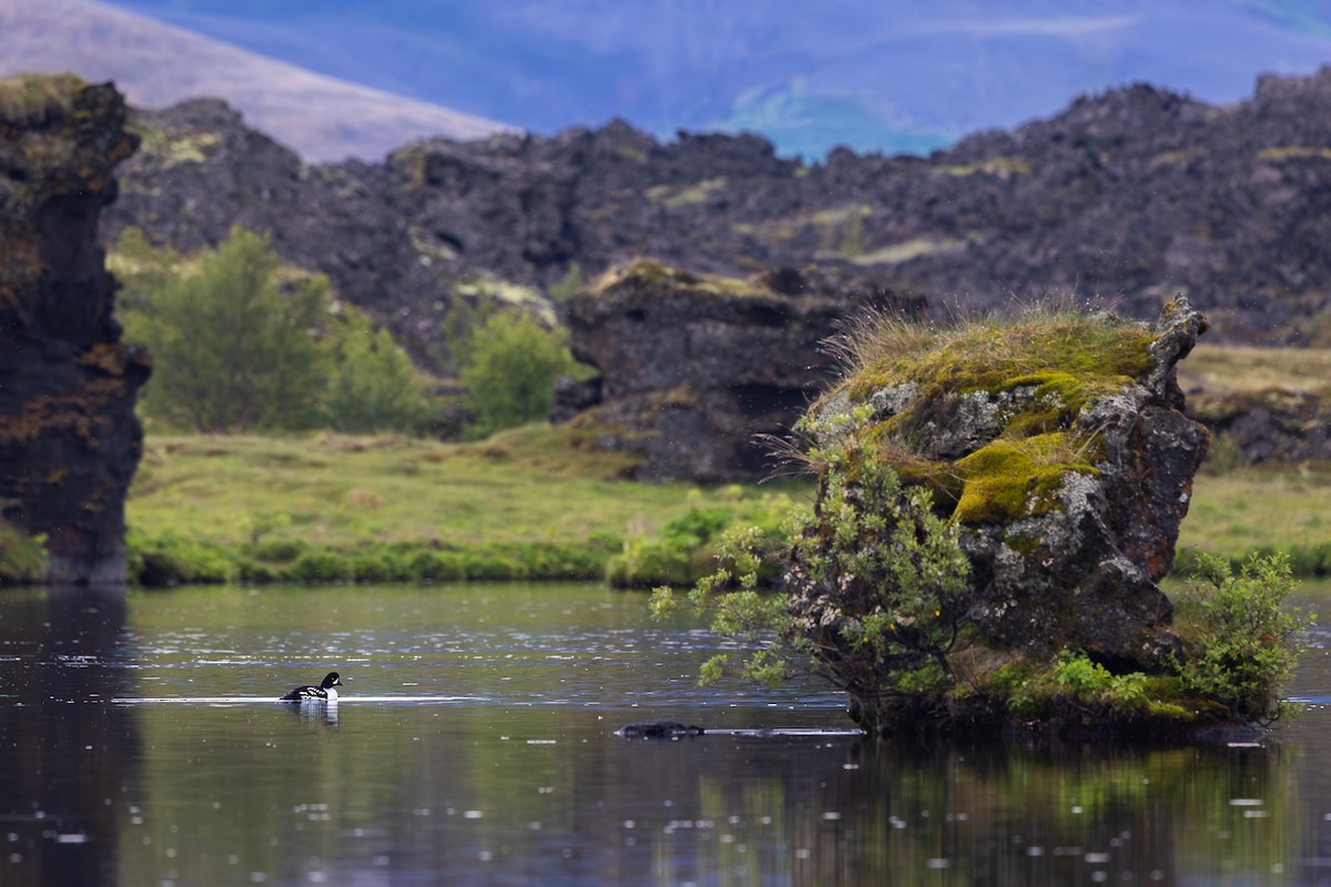 Barrow's Goldeneye - ML639756757