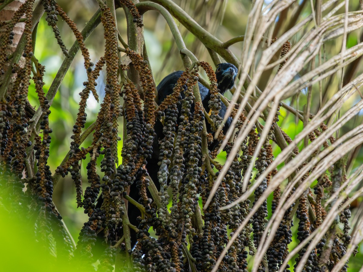 Wattled Guan - ML639756791