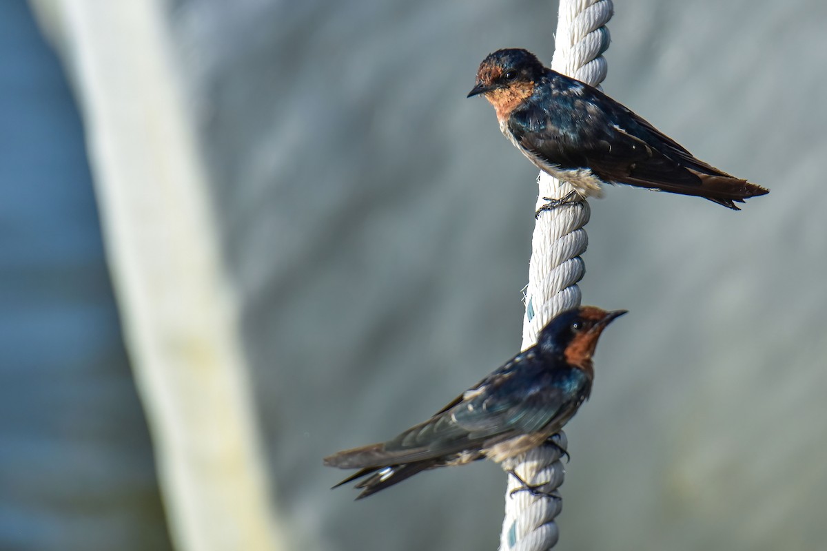 Pacific Swallow - ML639756891