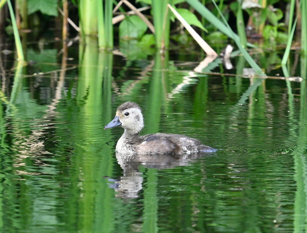 Ring-necked Duck - ML639756965