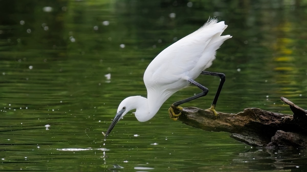 Little Egret - ML639756967