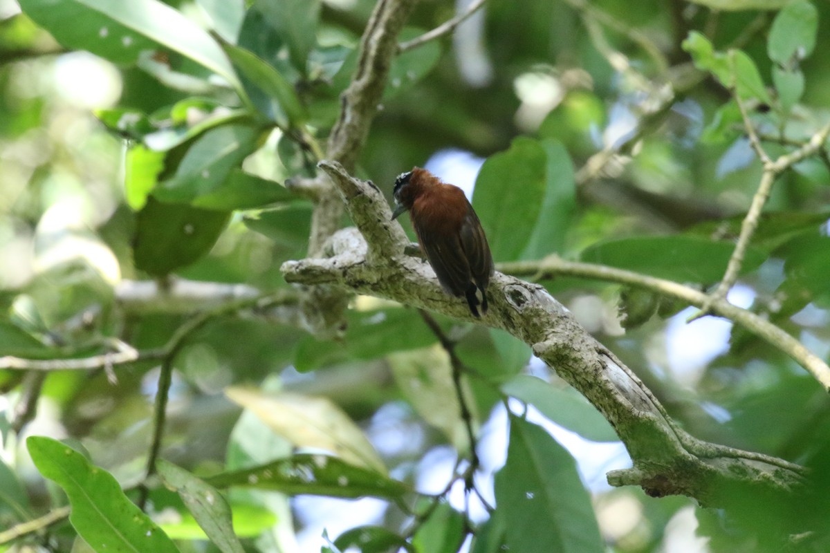 Chestnut Piculet - ML639756972