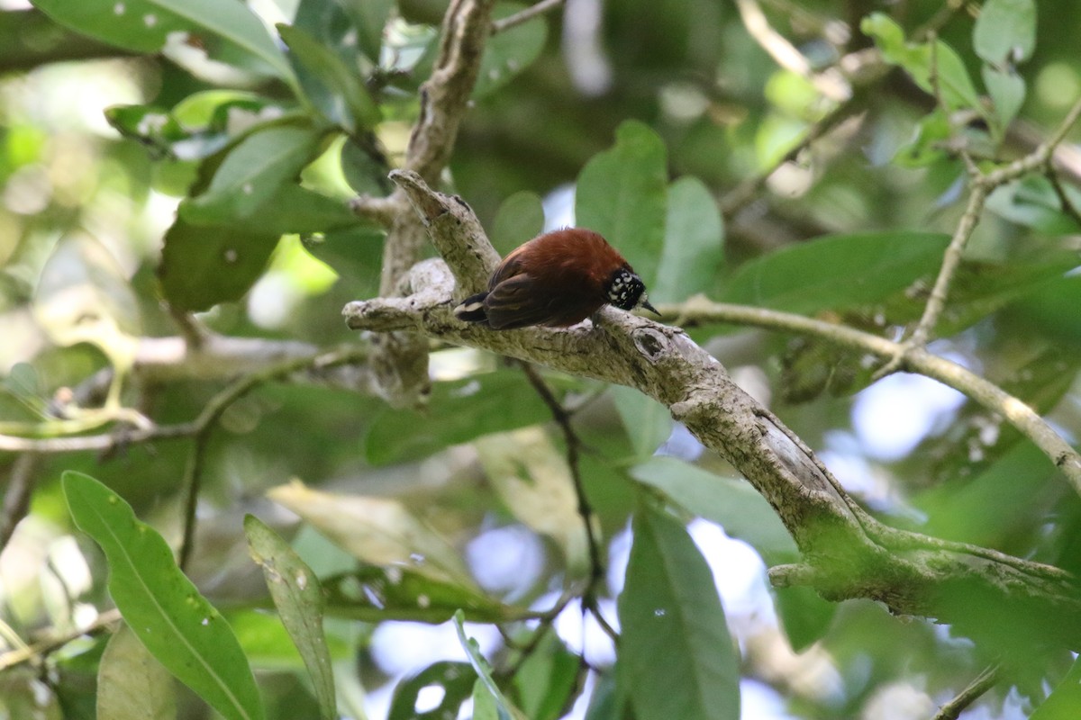 Chestnut Piculet - ML639756973
