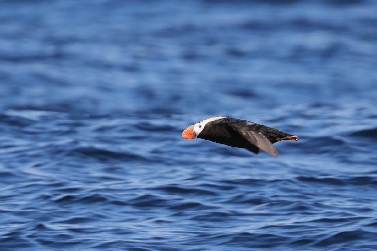 Tufted Puffin - ML639757037