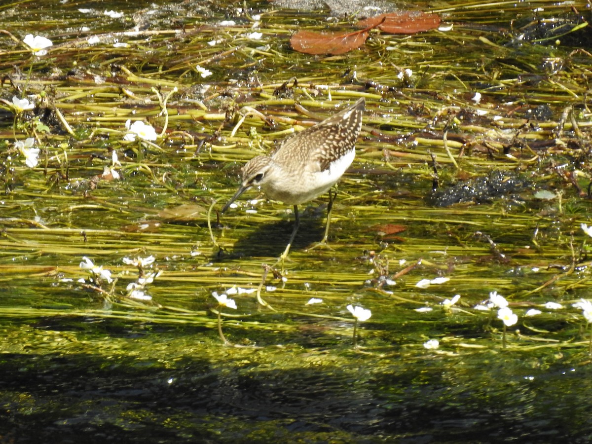 Wood Sandpiper - ML639757039