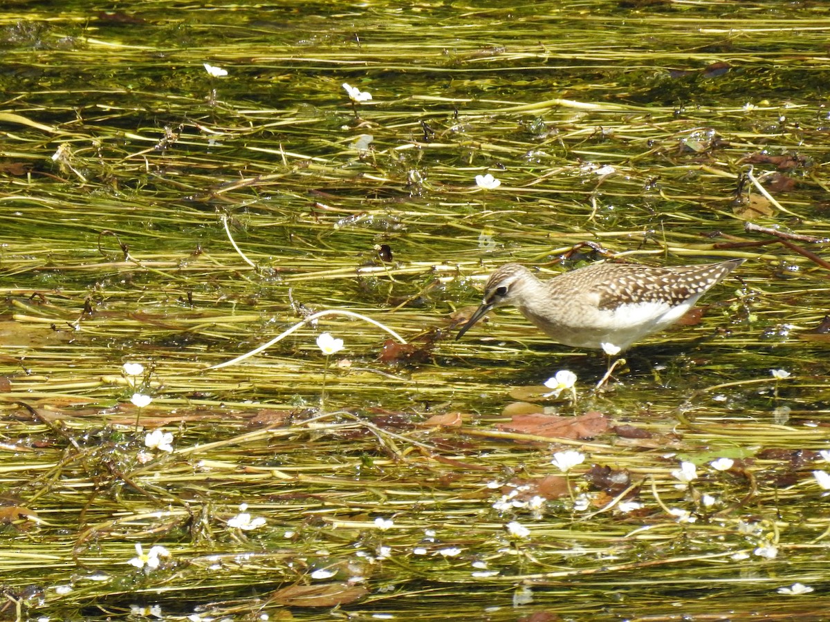 Wood Sandpiper - ML639757040