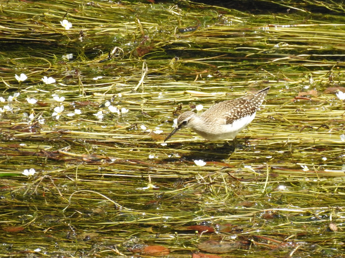 Wood Sandpiper - ML639757041