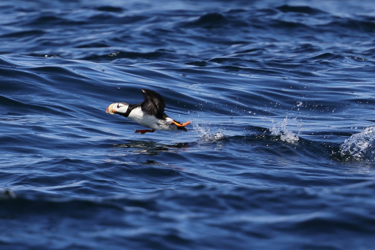Horned Puffin - ML639757043