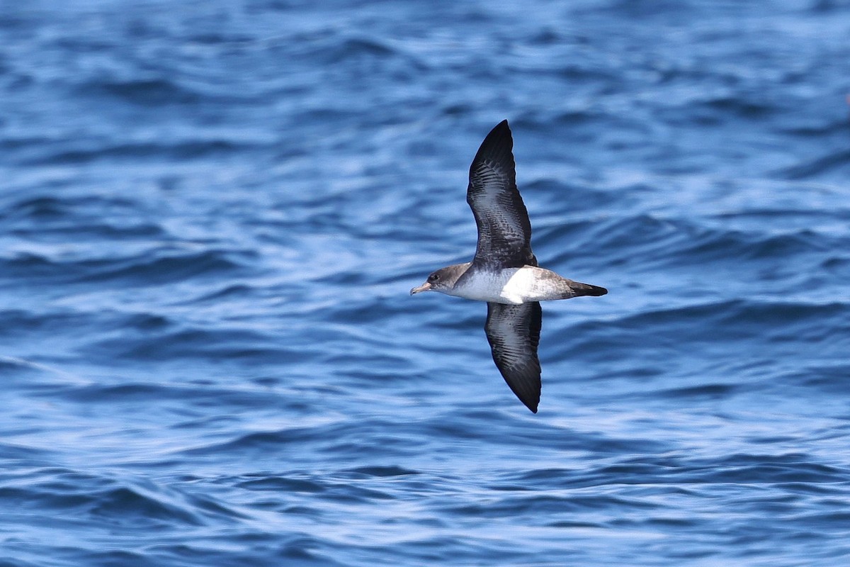 Pink-footed Shearwater - ML639757064