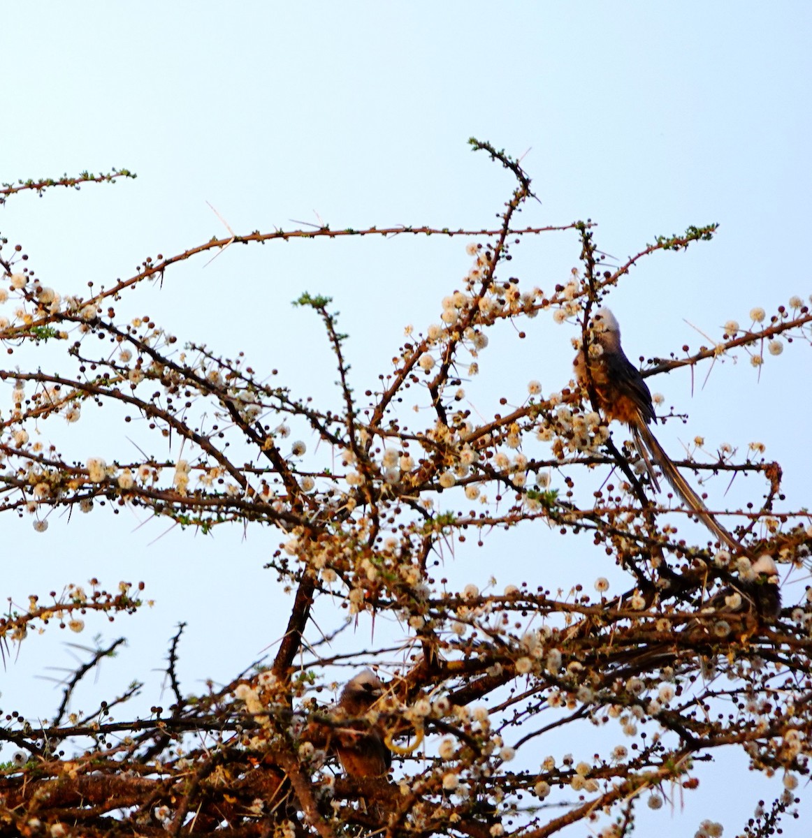 White-headed Mousebird - ML639757095