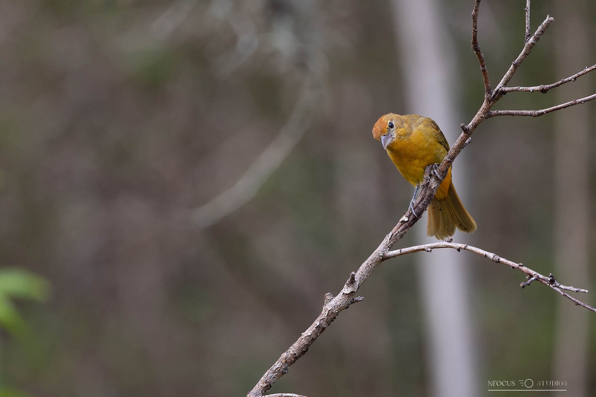 tanager sp. (Piranga sp.) - ML639757107