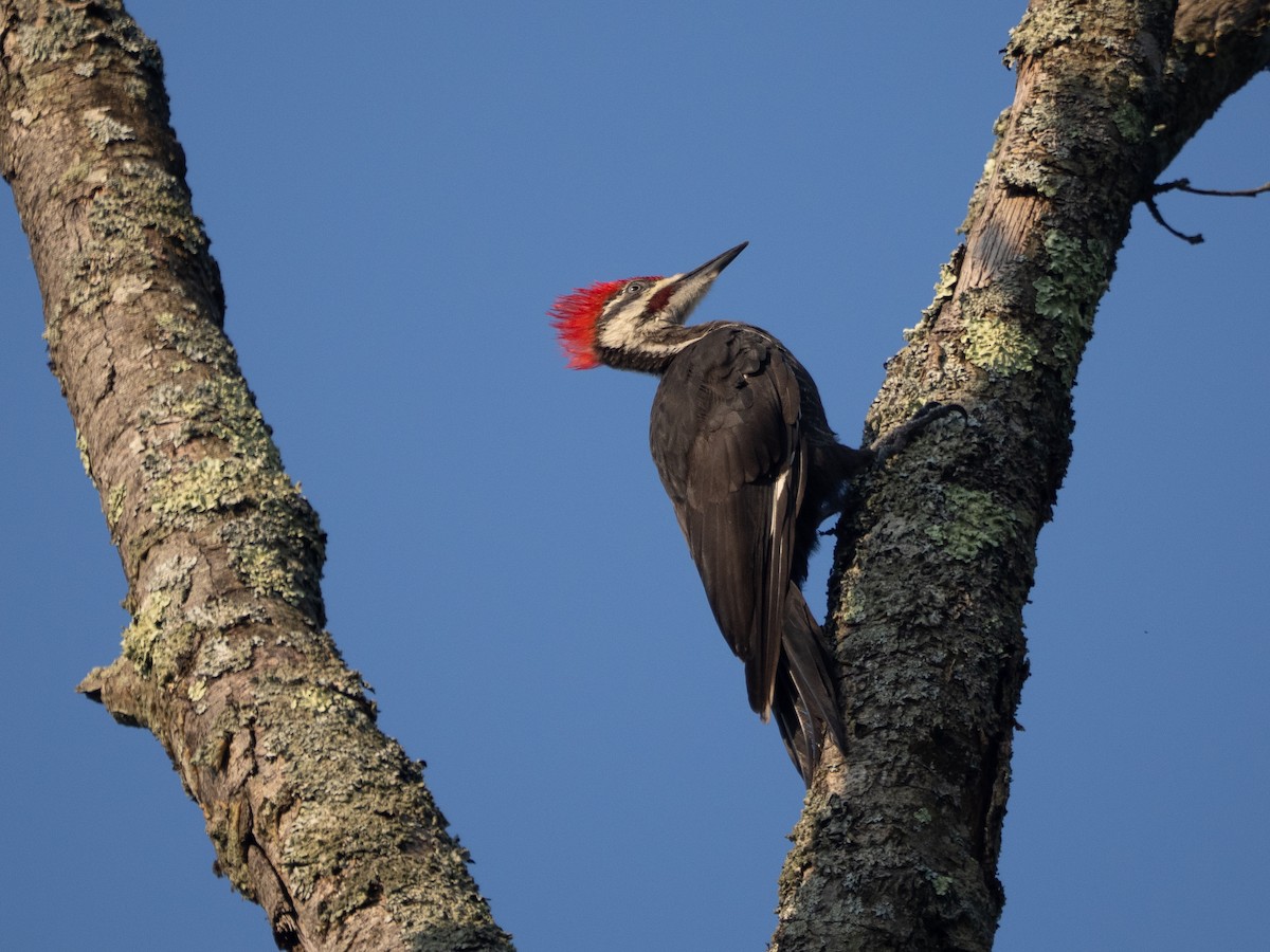 Pileated Woodpecker - ML639757161