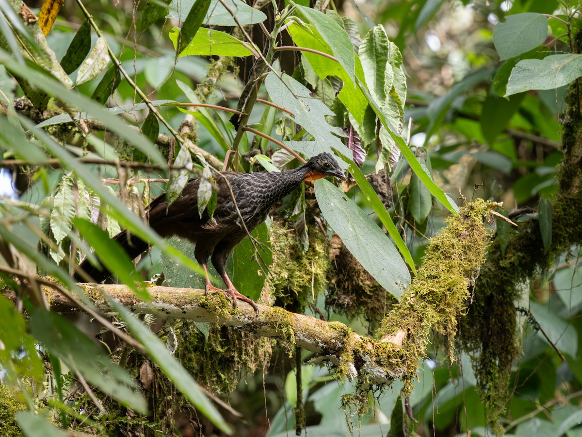 Cauca Guan - ML639757175