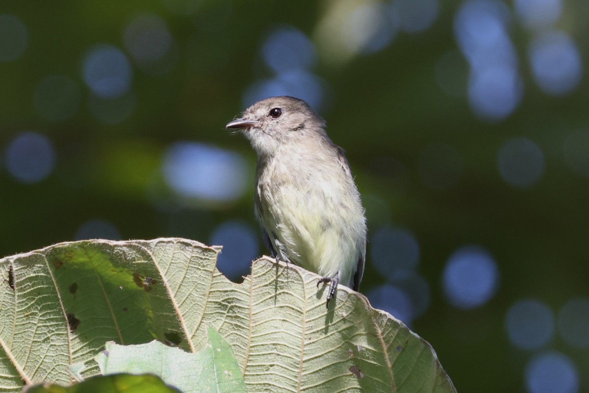 Olive-chested Flycatcher - ML639757231