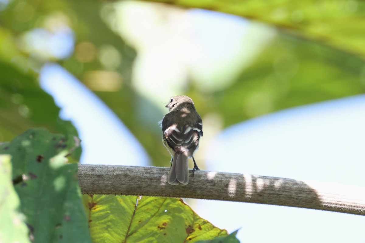 Olive-chested Flycatcher - ML639757232