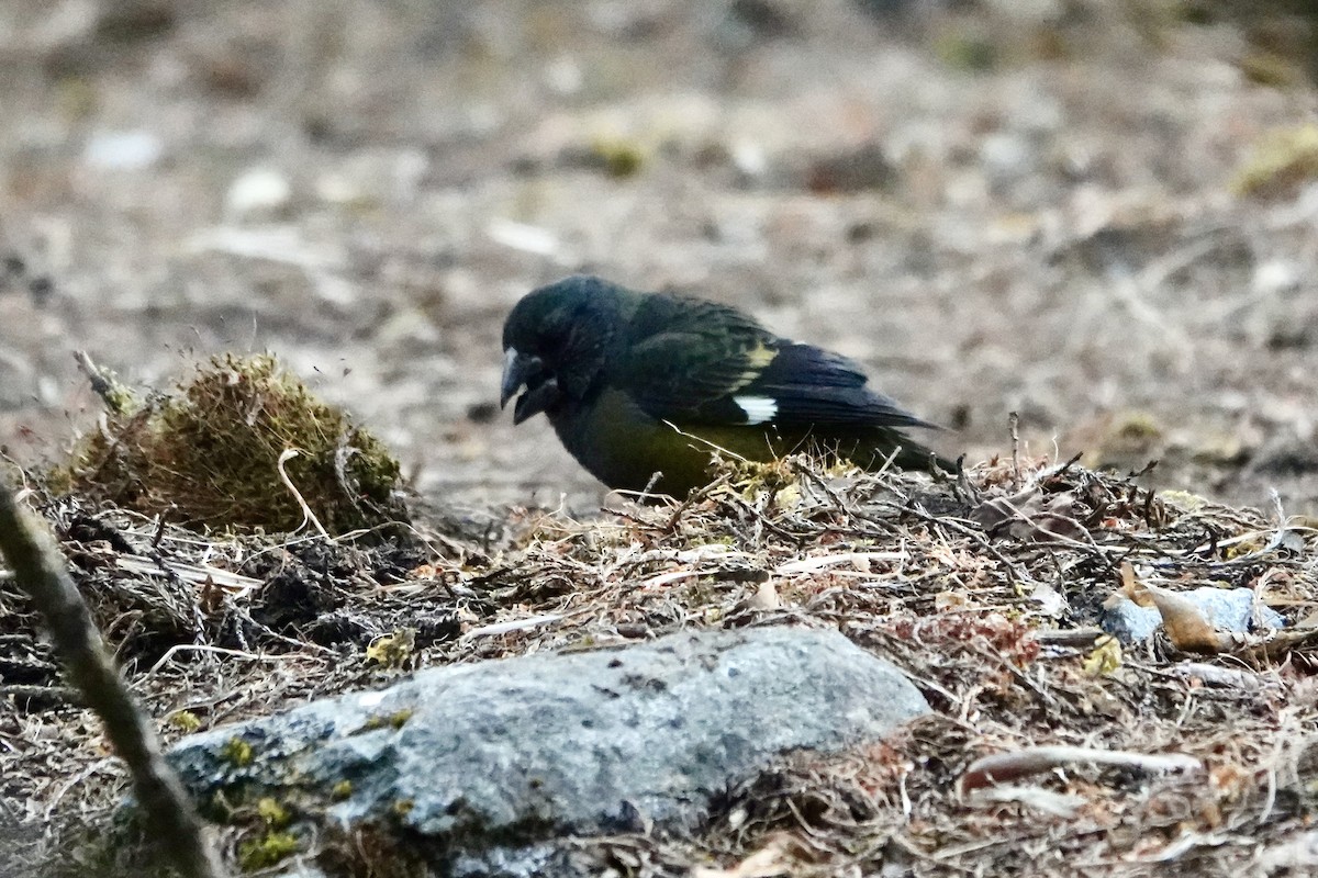 White-winged Grosbeak - ML639757270
