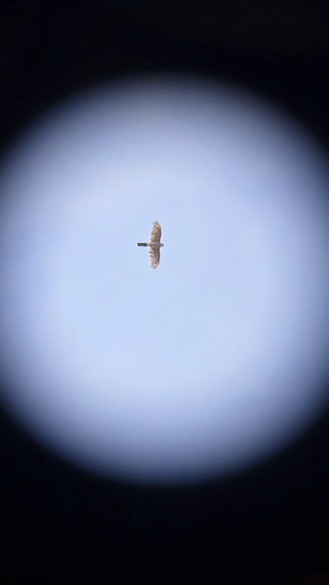 Eurasian Sparrowhawk - ML639757280