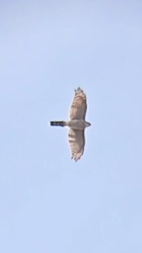 Eurasian Sparrowhawk - ML639757285